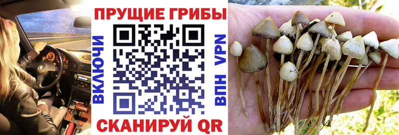 Галлюциногенные грибы Cubensis  Купить где  Балтийск 